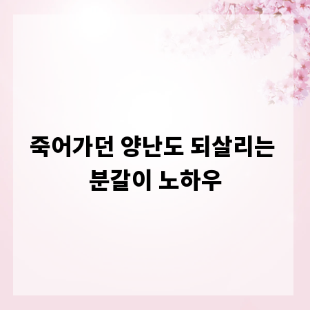 죽어가던 양난도 되살리는 분갈이 노하우